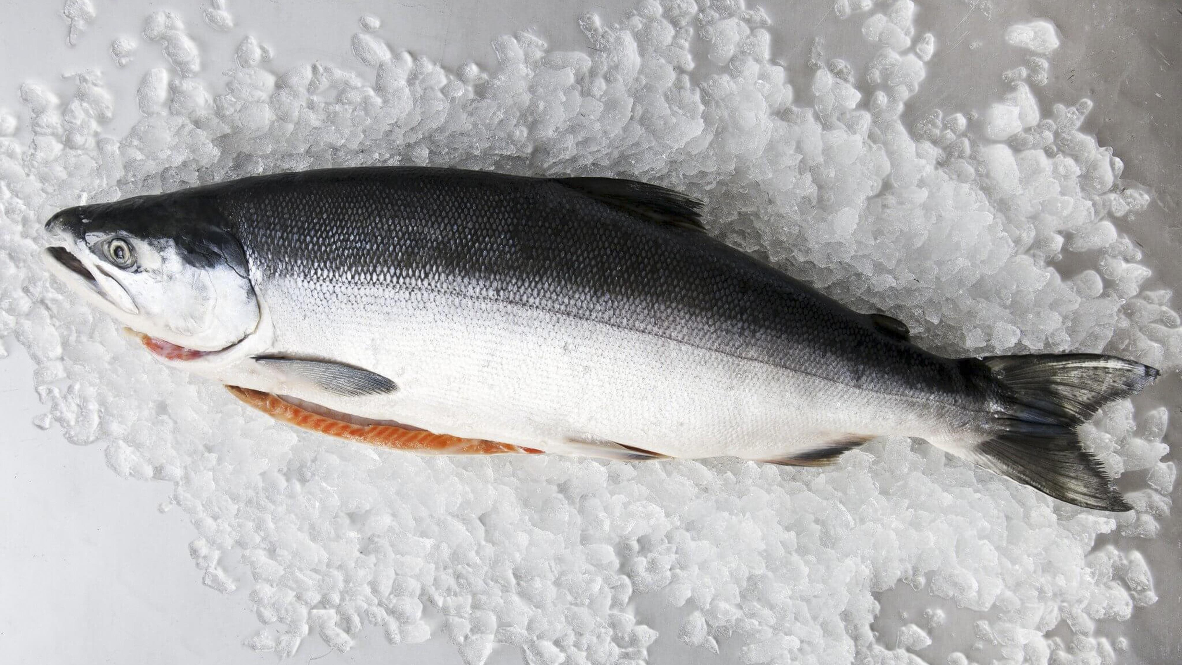 Sashimi cá hồi khổng lồ